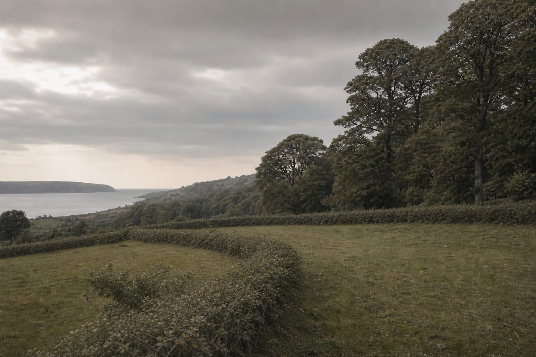 Laid hedgerows and paddock in soft valley light, with sessile oak woodland at the boundary.