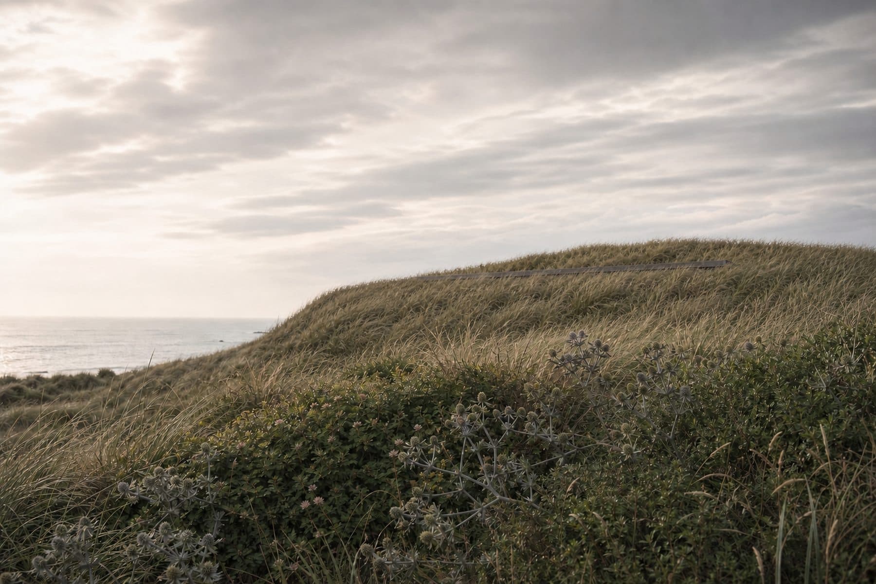 Marram grass and sea holly on a managed dune at first light, with a low timber roofline just visible.